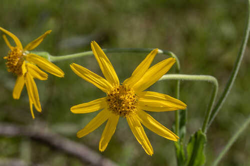 Arnica acaulis #2